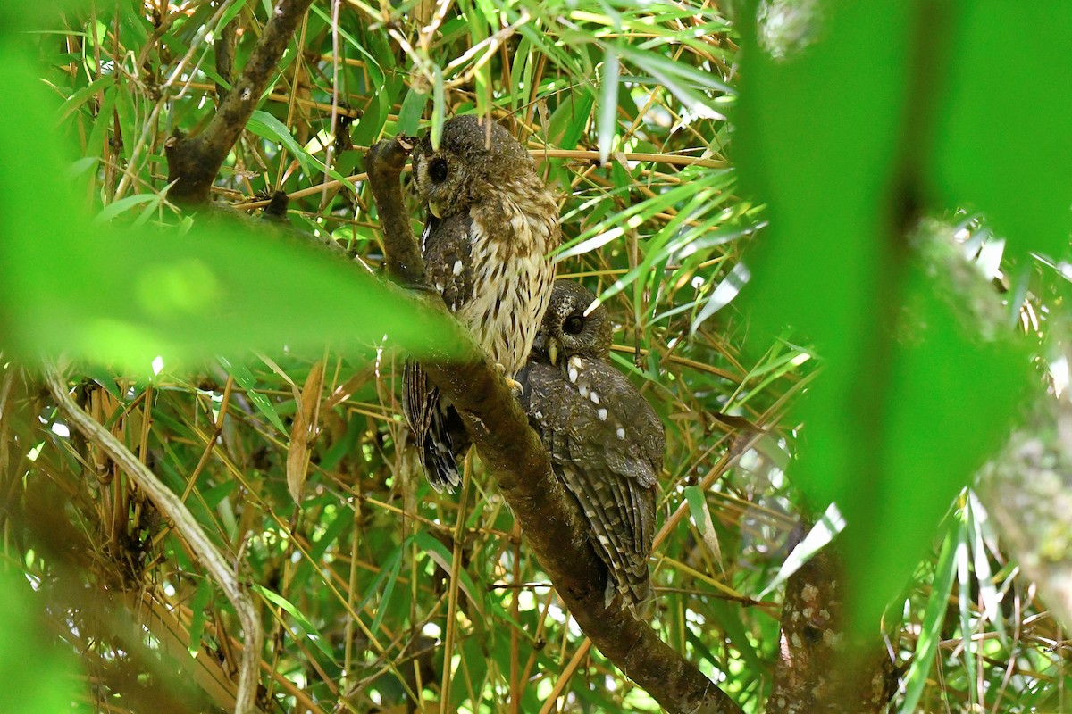 Mottled Owl - Cornelio Chablé|Birding Guide petenxpeditions@gmail.com +502 31063568