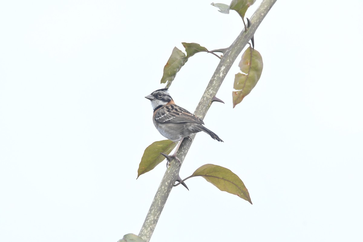 Rufous-collared Sparrow - ML624041695