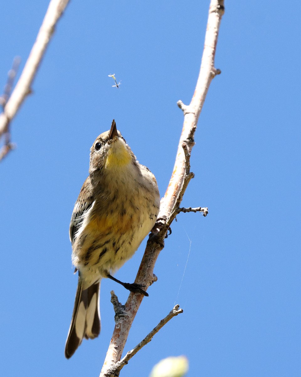 Yellow-rumped Warbler - ML624041699