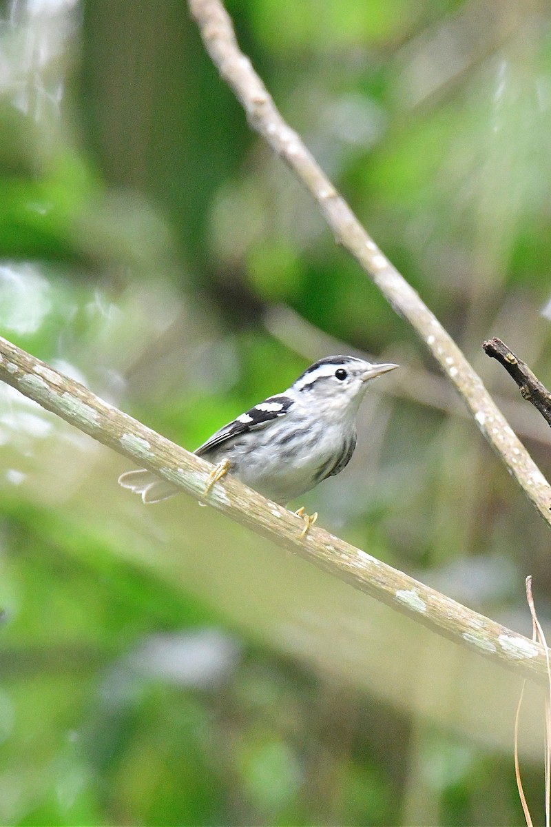 Black-and-white Warbler - ML624041701