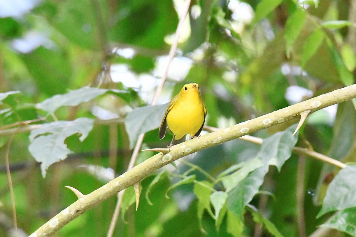 Wilson's Warbler - ML624041703