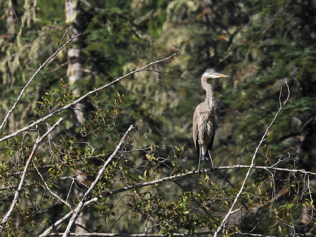 Great Blue Heron - ML624041705