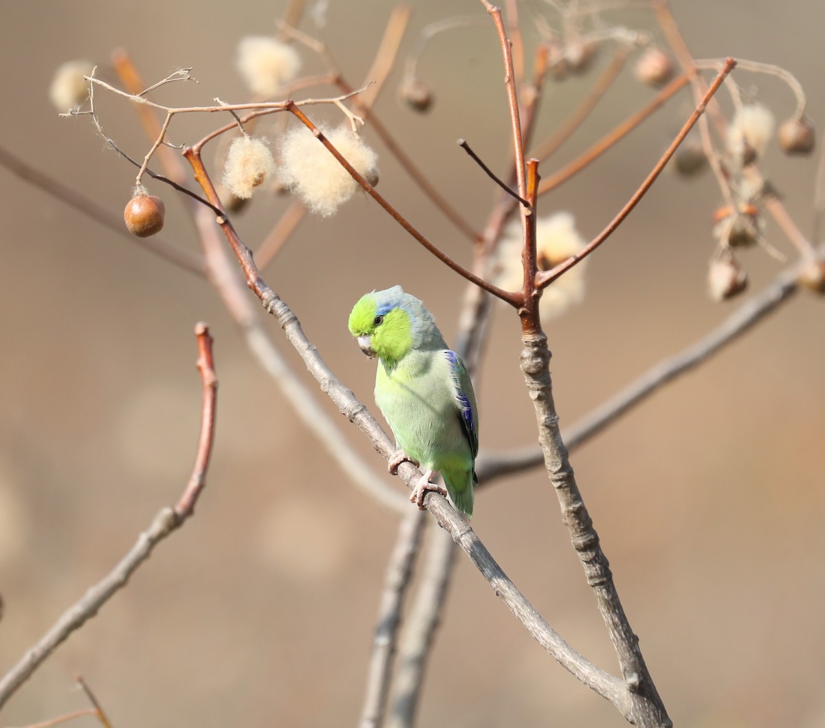 Pacific Parrotlet - ML624041717