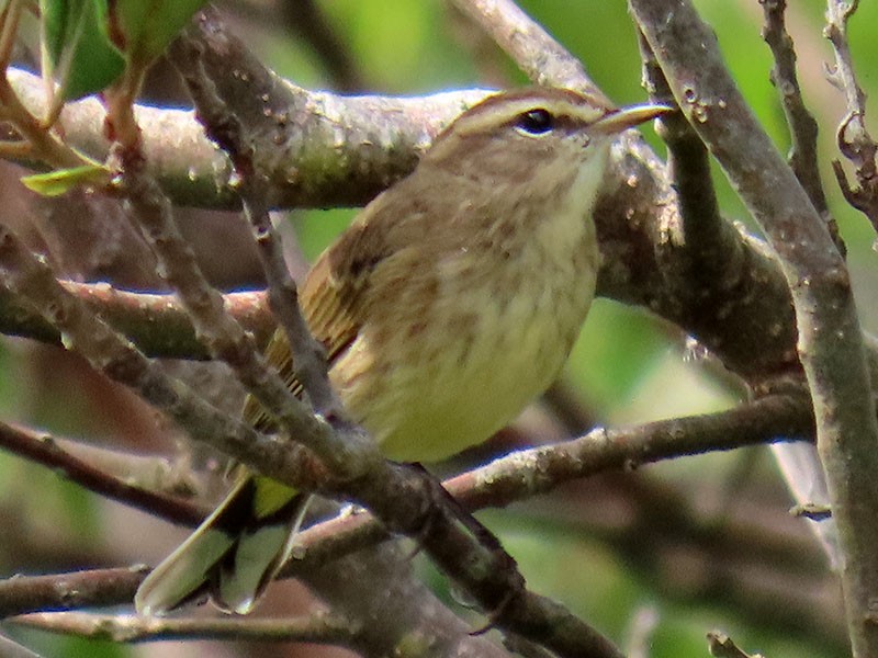 Palm Warbler - ML624041718