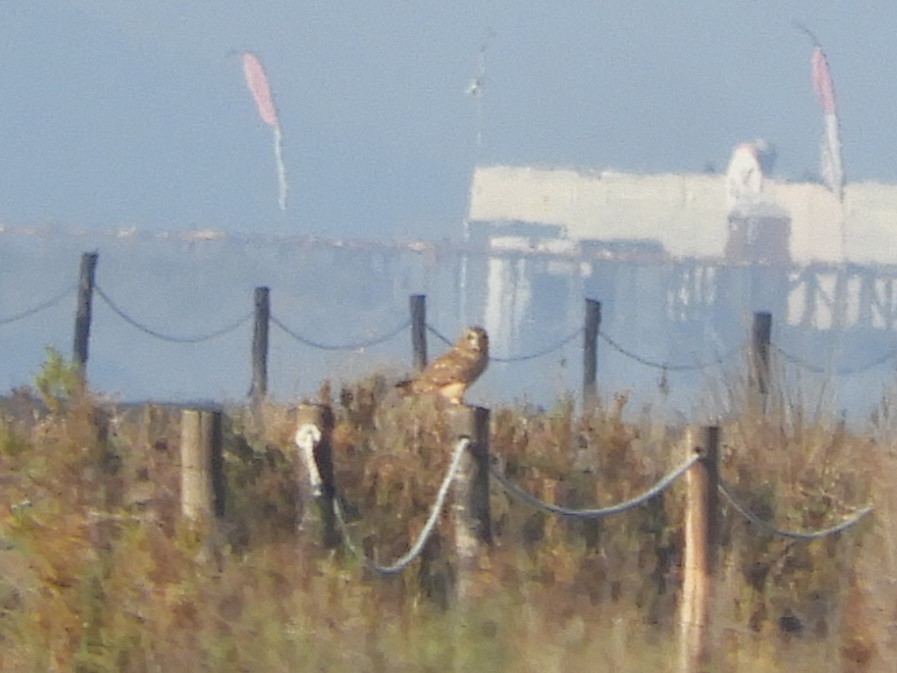 Short-eared Owl - ML624041727