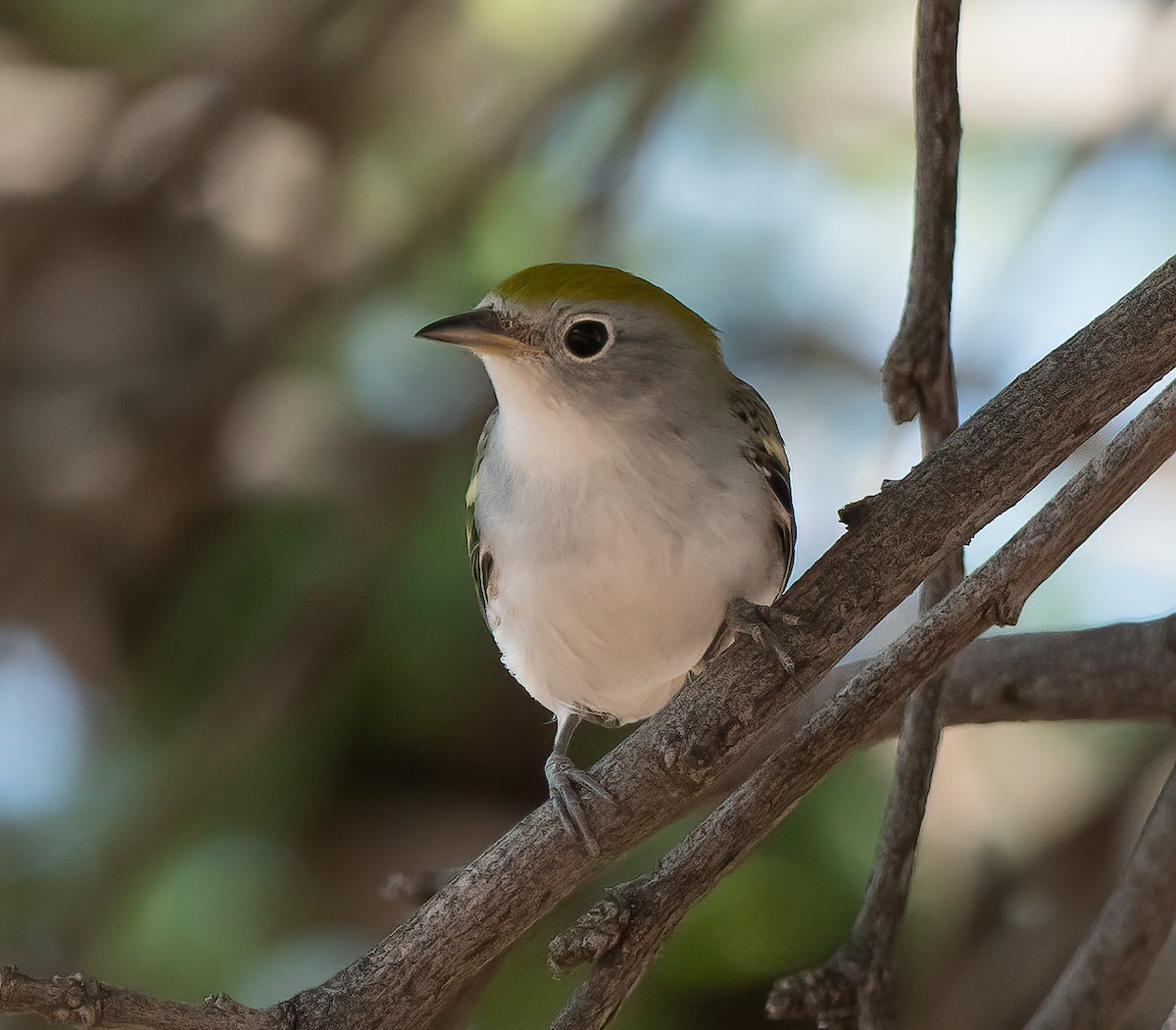 brunsideparula - ML624041730