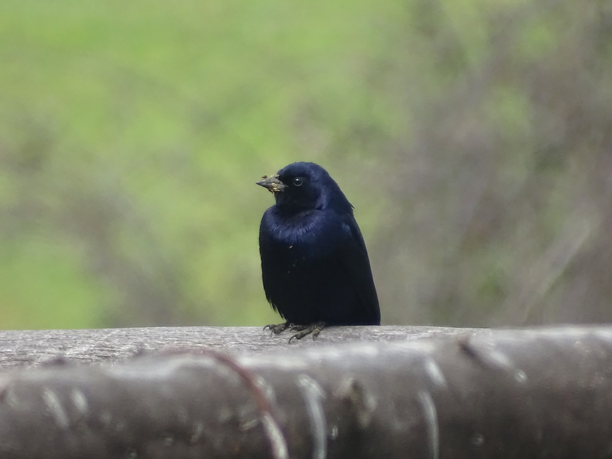 Shiny Cowbird - ML624041759