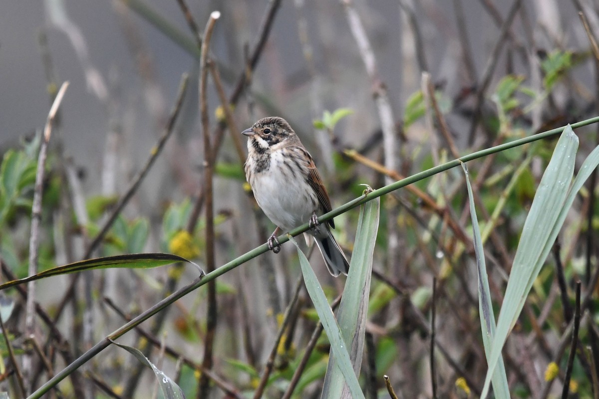 Reed Bunting - ML624041778