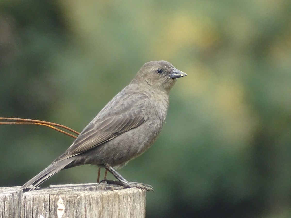 Shiny Cowbird - ML624041780