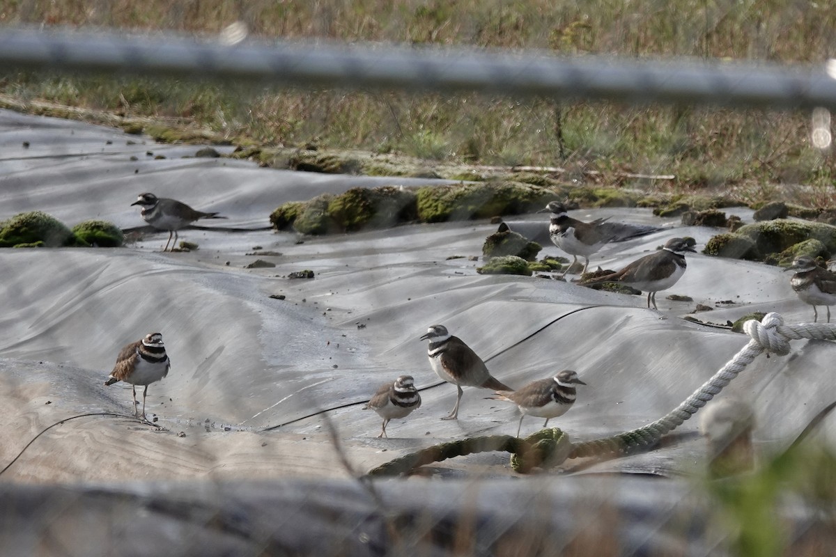 Killdeer - Carol Speck