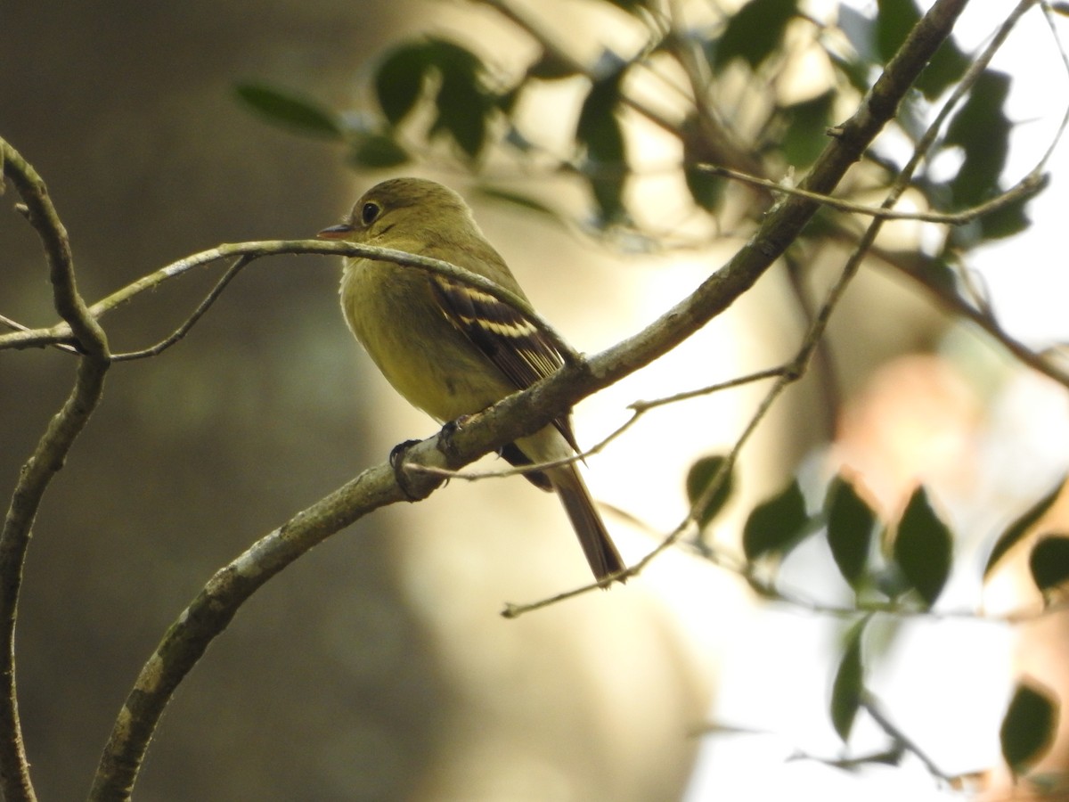 Yellow-bellied Flycatcher - ML624041802