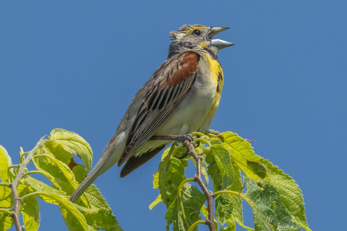 Dickcissel - ML624041807