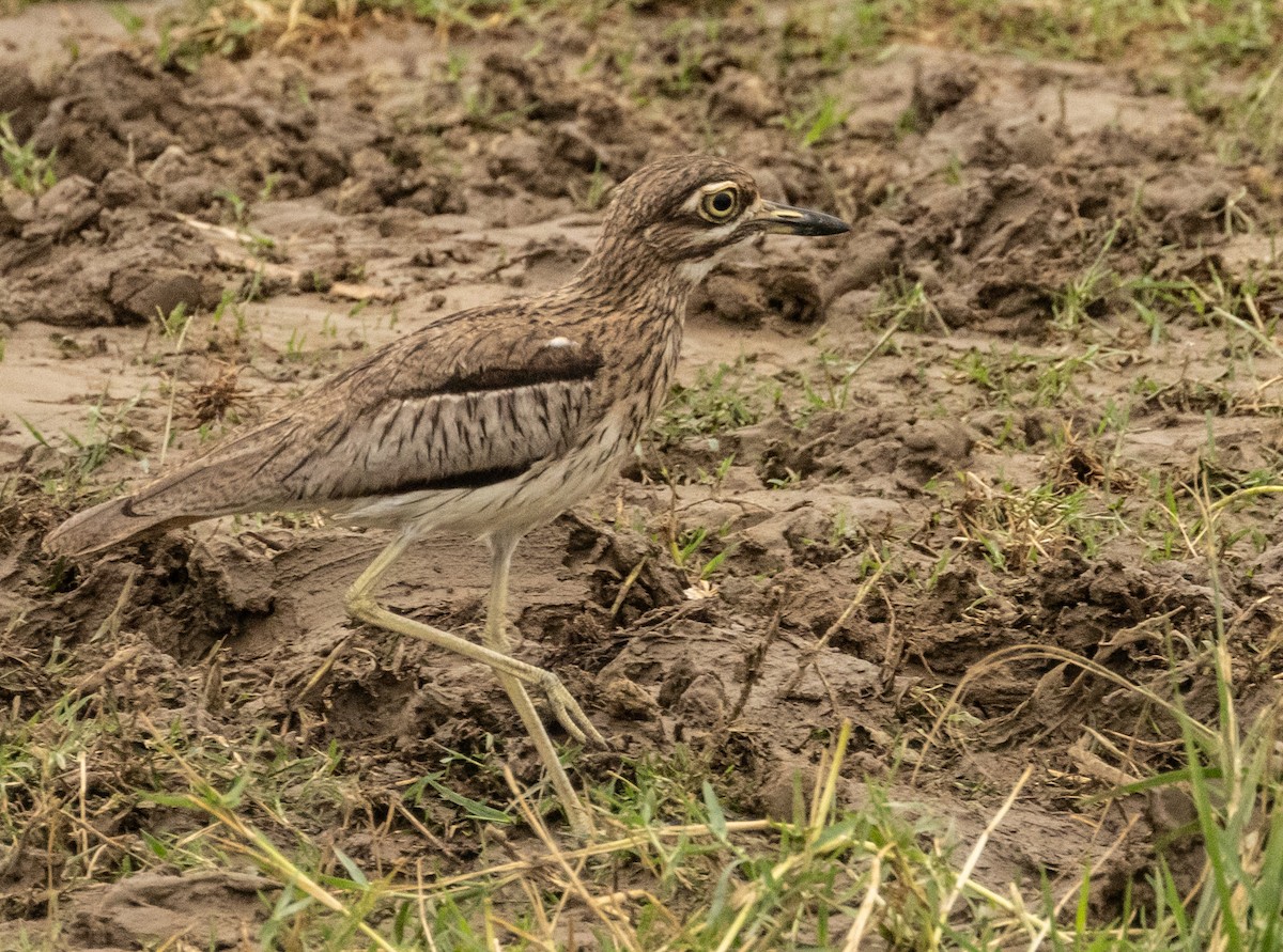 Water Thick-knee - ML624041809