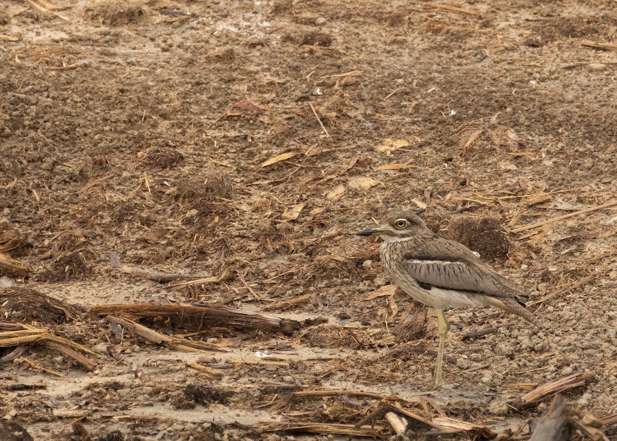 Water Thick-knee - ML624041811