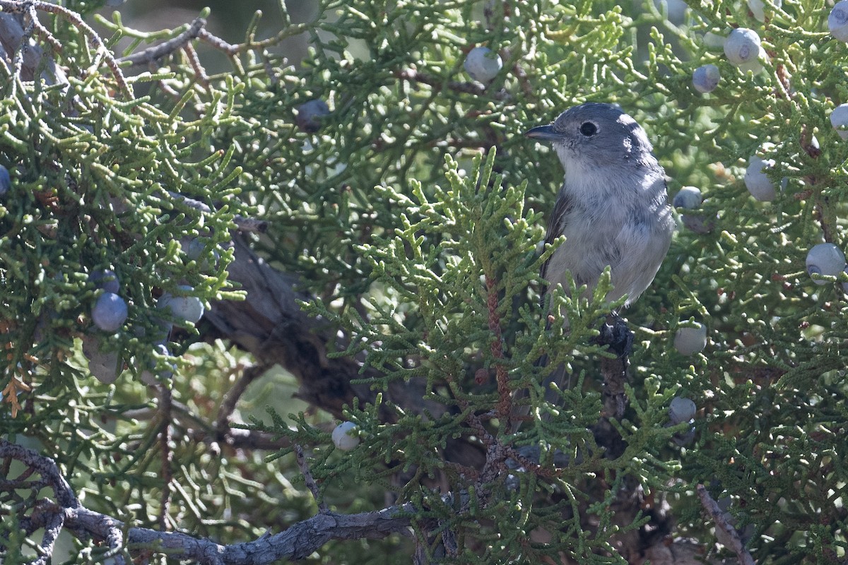 Gray Vireo - ML624041812