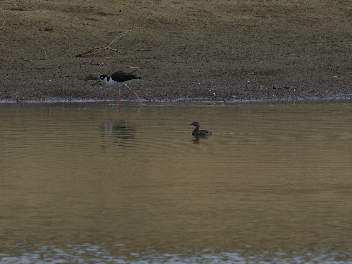 Least Grebe - ML624041814