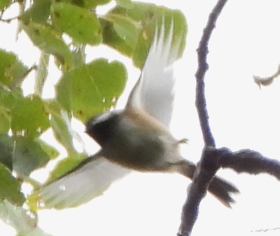 Black-capped Chickadee - ML624041825