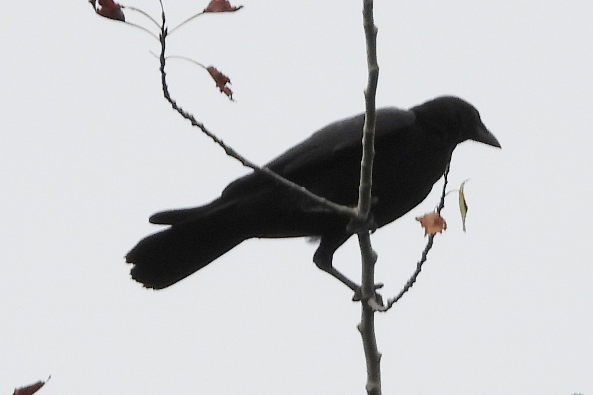 American Crow - ML624041831