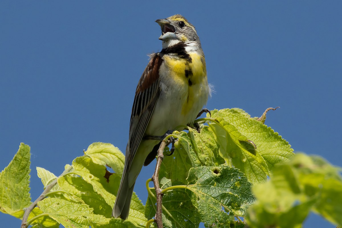 Dickcissel - ML624041832