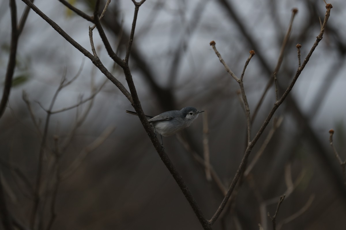 White-browed Gnatcatcher - Marcelo Quipo