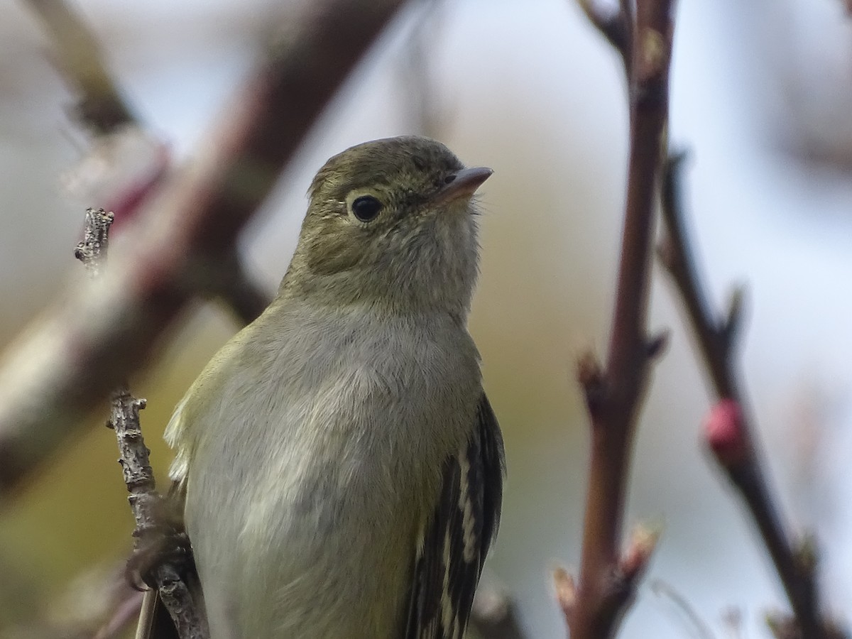 White-crested Elaenia - ML624041858