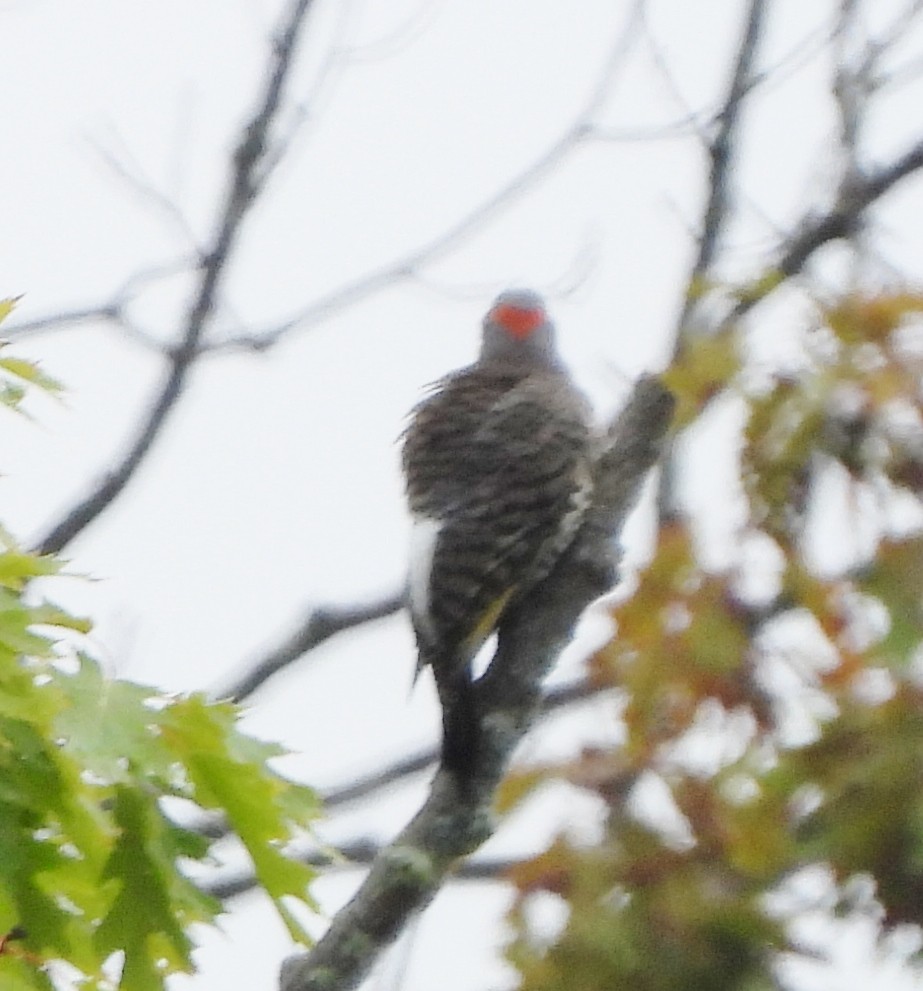 Northern Flicker - ML624041861