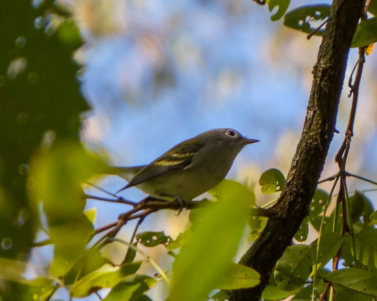 Ruby-crowned Kinglet - ML624041872