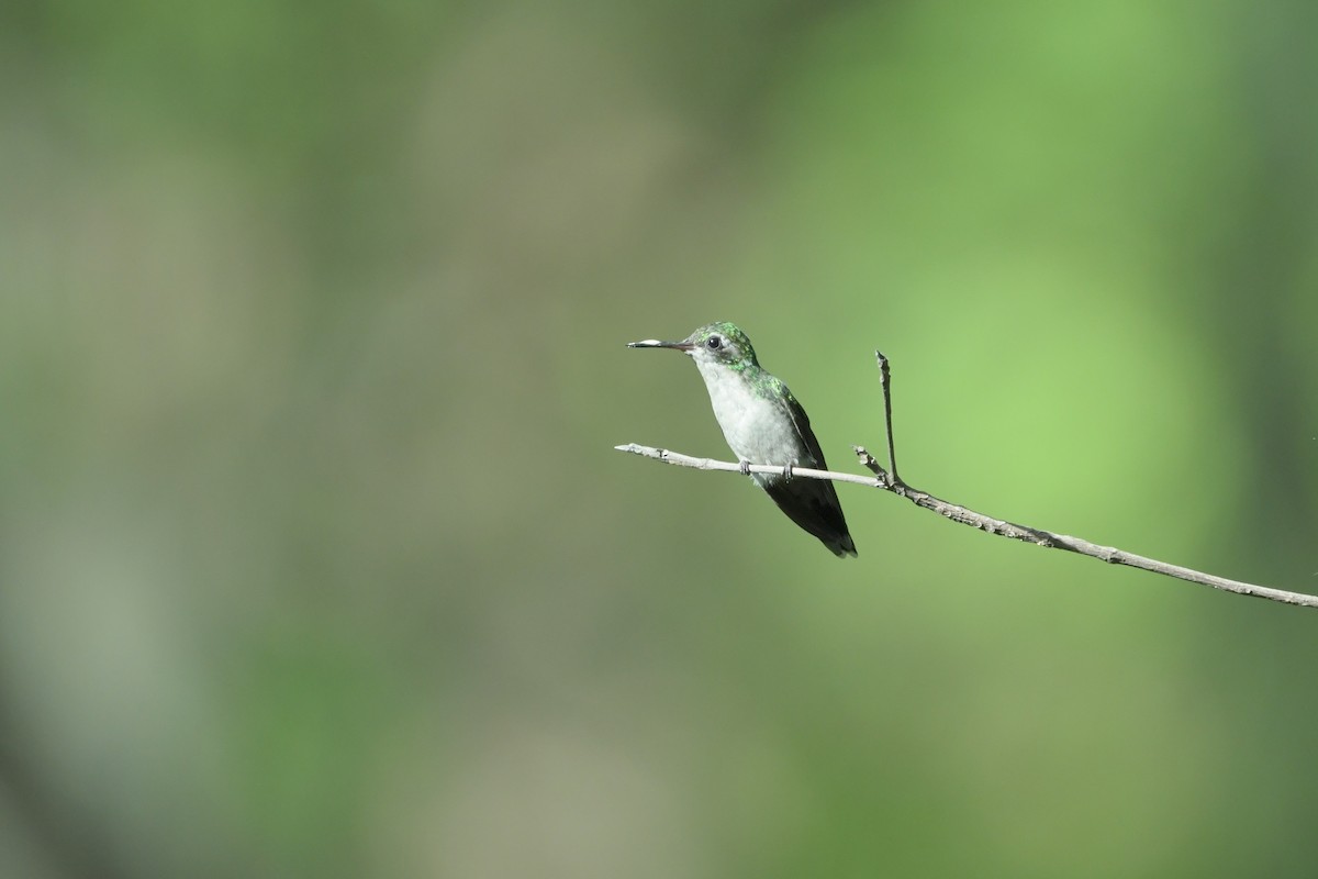 Gabelschwanz-Smaragdkolibri - ML624041880