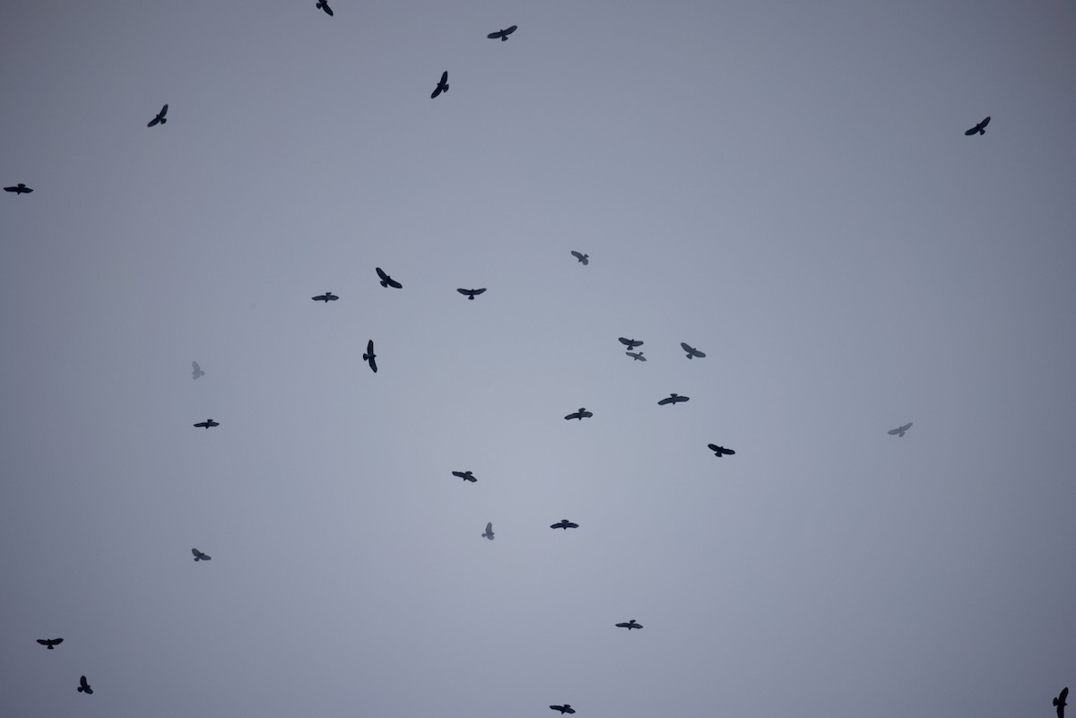 Broad-winged Hawk - ML624041885