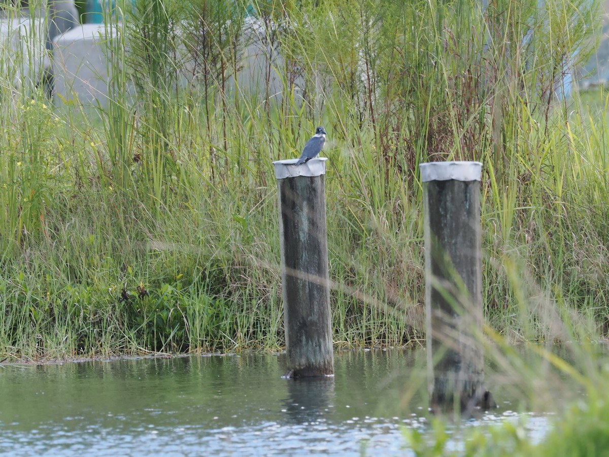 Belted Kingfisher - ML624041896