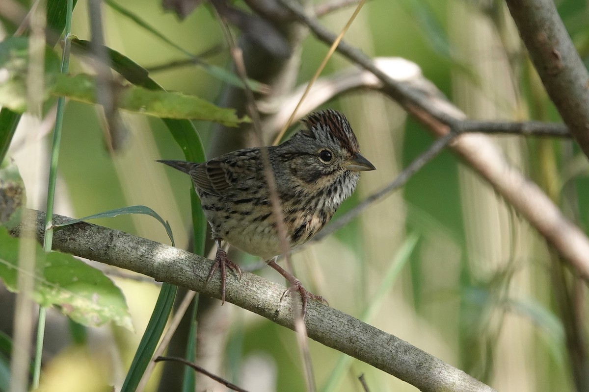 Lincoln's Sparrow - ML624041898