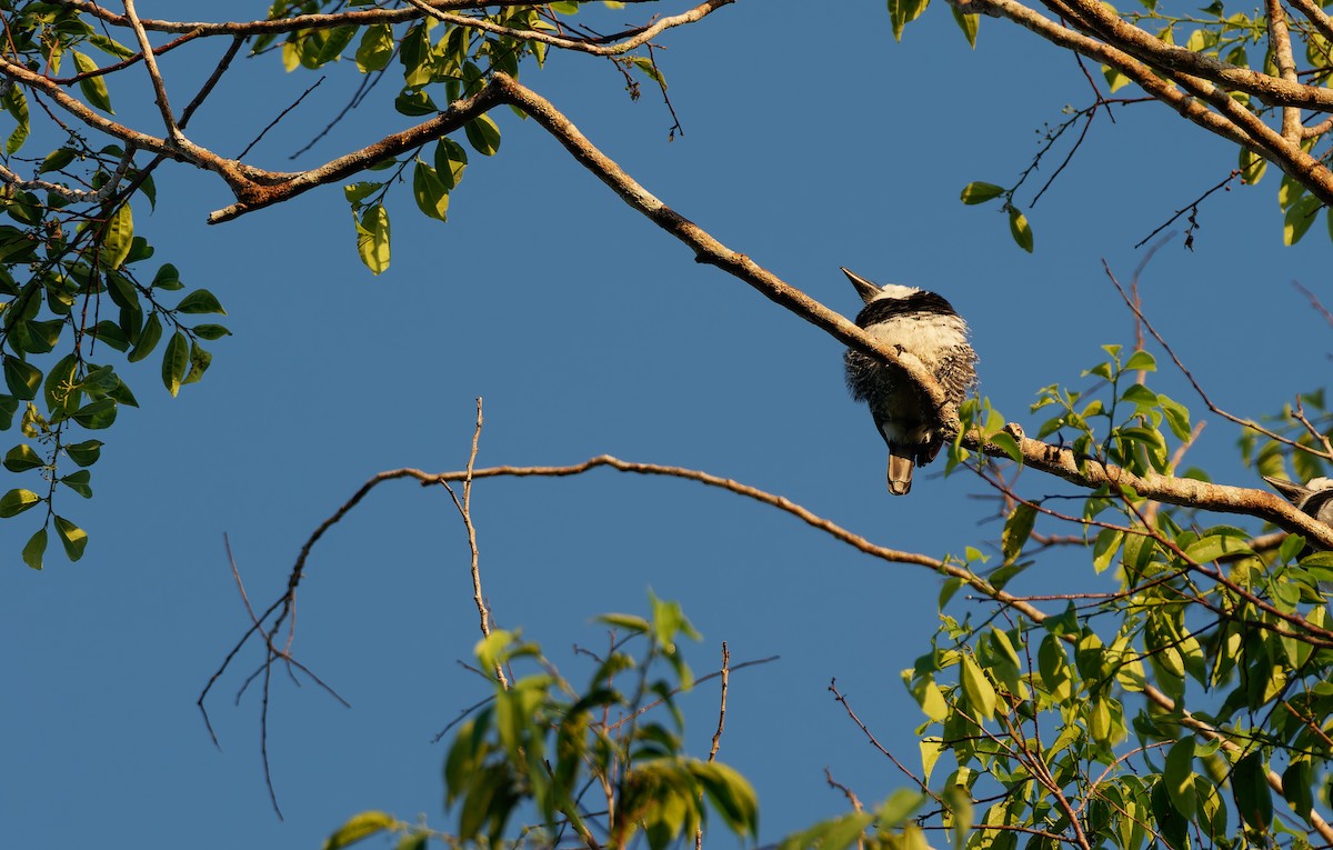 White-necked Puffbird - ML624041902