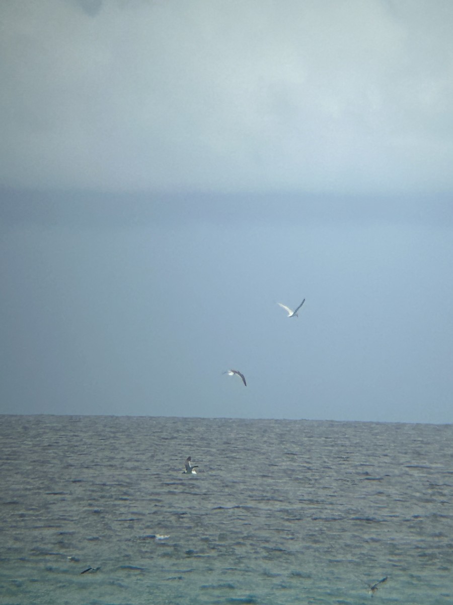 Sandwich Tern - ML624041908