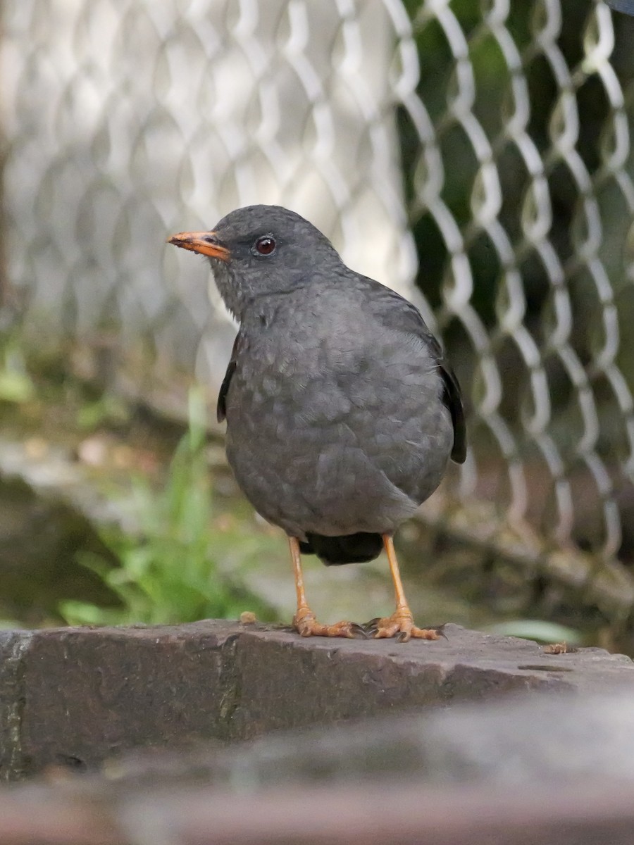 Great Thrush - Valerie Gebert