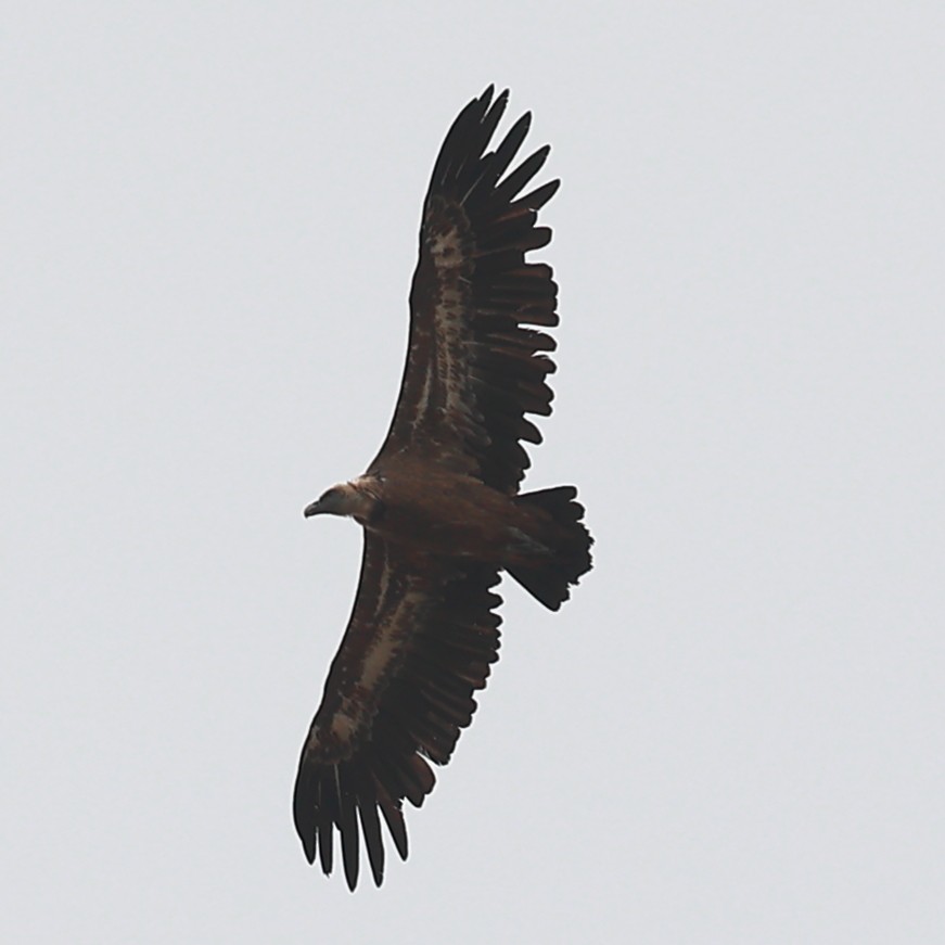 Eurasian Griffon - ML624041928