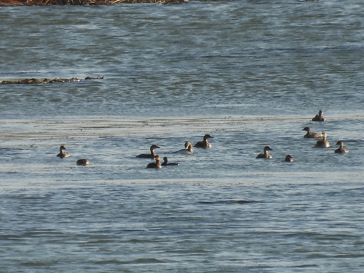 Pied-billed Grebe - ML624041930