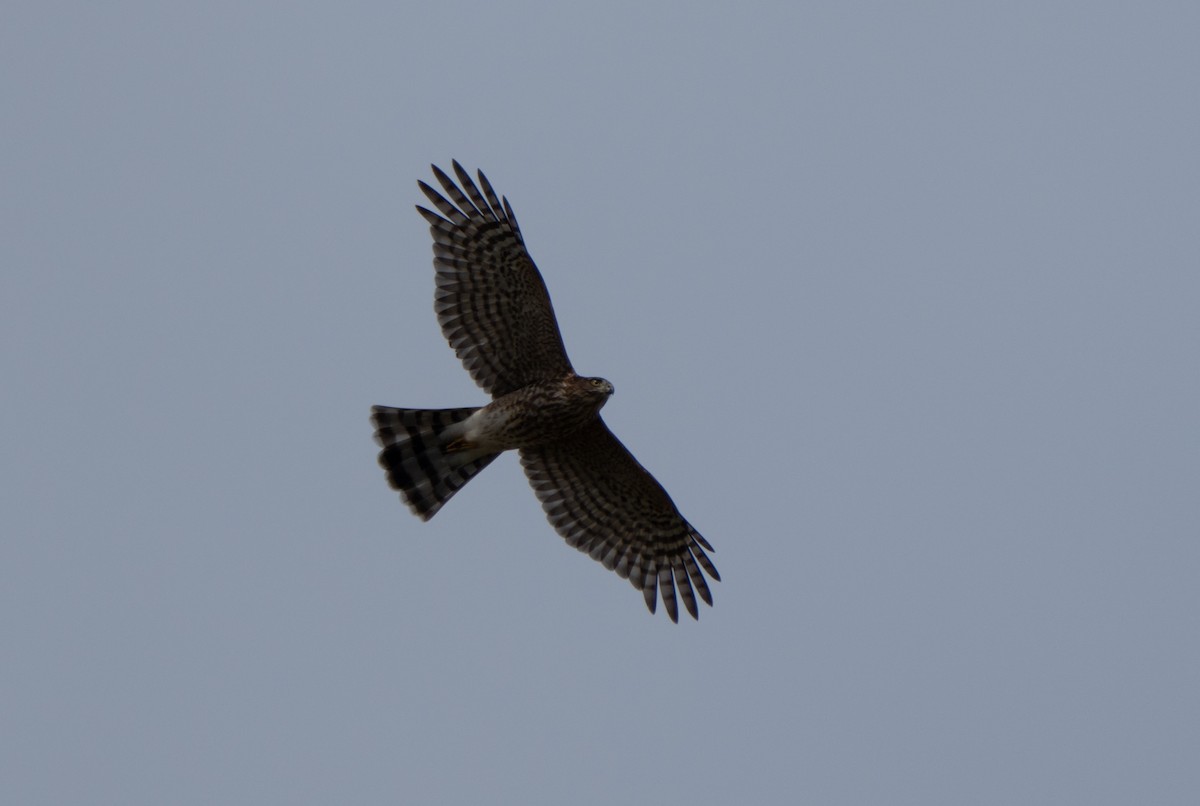 Sharp-shinned Hawk - ML624041931