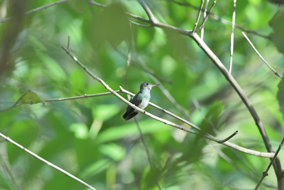 Honduran Emerald - Héctor Moncada