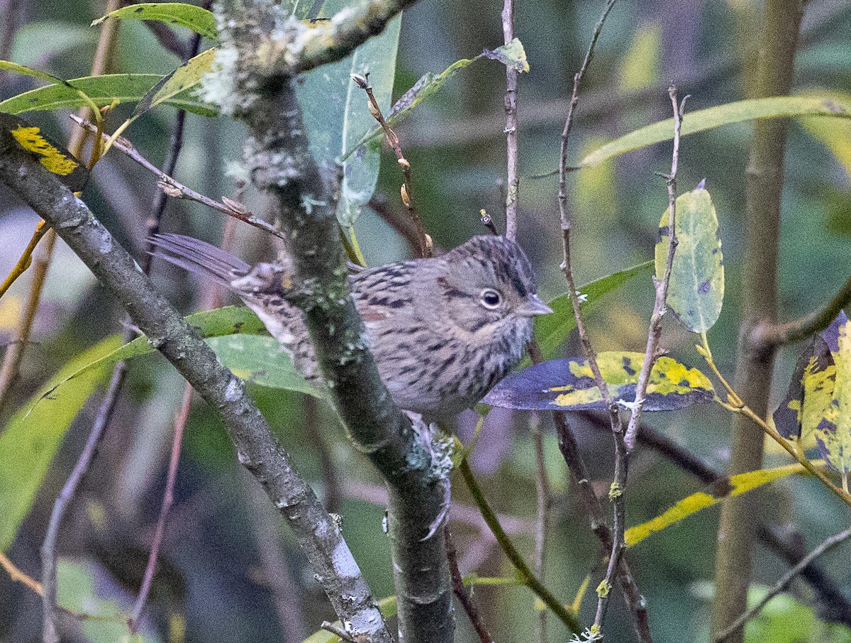 Lincoln's Sparrow - ML624041942