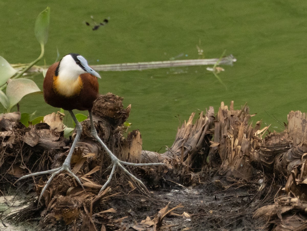 African Jacana - Anne Heyerly