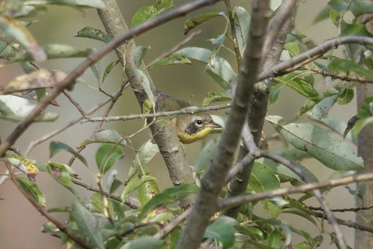 Common Yellowthroat - ML624041972