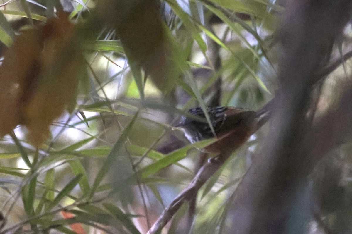 East Andean Antbird - ML624041980