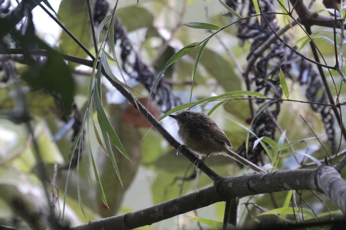 East Andean Antbird - ML624041981