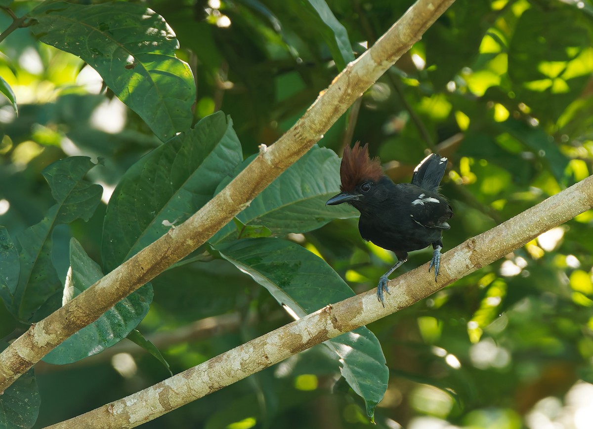 Glossy Antshrike - ML624041985