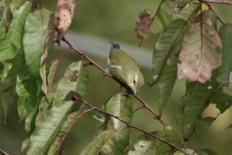 Tennessee Warbler - ML624041999