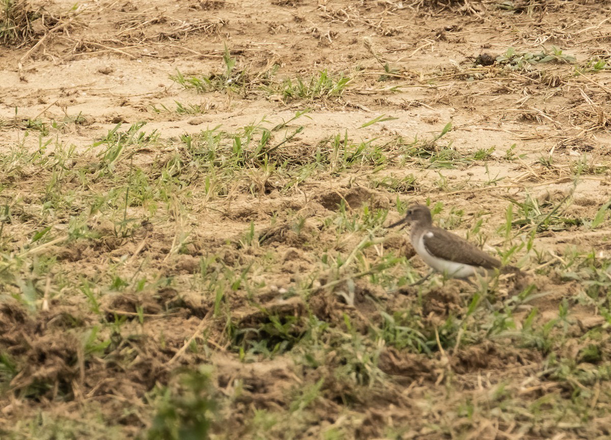 Common Sandpiper - ML624042003