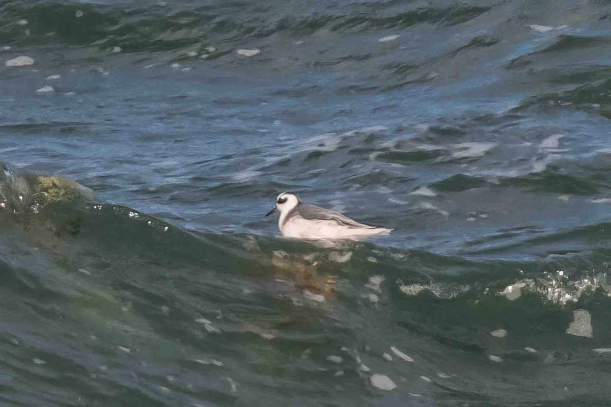 Red Phalarope - Frank King