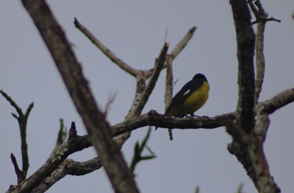 Lesser Goldfinch - Alejandra Guevara