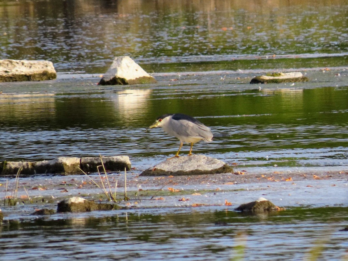 Black-crowned Night Heron - ML624042038