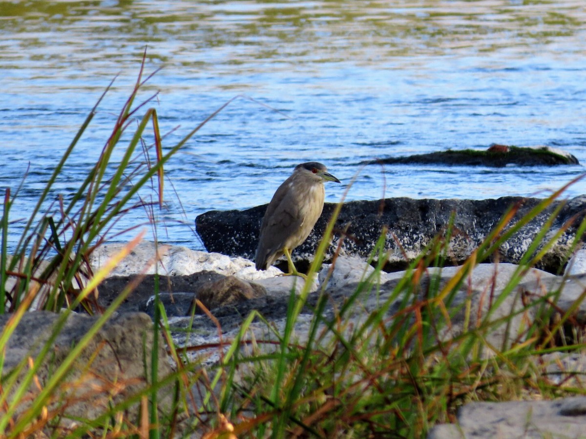 Black-crowned Night Heron - ML624042039